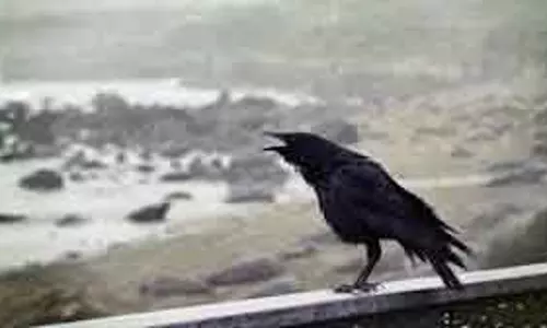 Tamil Nadu सरकार ने बर्ड फ्लू पर सफाई दी Tamil Nadu सरकार ने बर्ड फ्लू पर सफाई दी