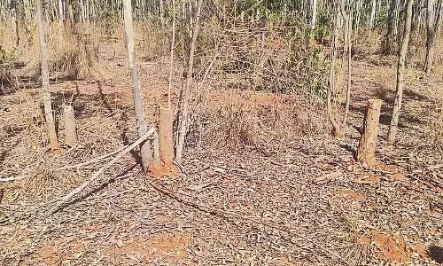 Vijayapura : सैकड़ों पेड़ ले जाते समय लकड़ी चोर गिरफ्तार