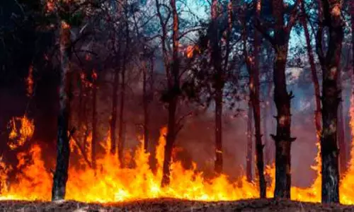 Kerala : उत्तरी जंगल में जंगल की आग को रोकने के प्रयासों को तेज़ किया जा रहा Kerala : उत्तरी जंगल में जंगल की आग को रोकने के प्रयासों को तेज़ किया जा रहा