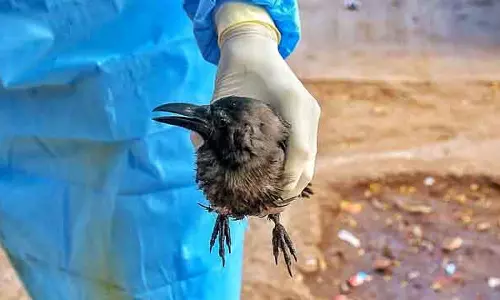 Chennai में बड़ी संख्या में कौवों की मौत; हाई अलर्ट घोषित किया गया Chennai में बड़ी संख्या में कौवों की मौत; हाई अलर्ट घोषित किया गया