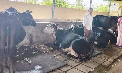 Mundargi : हलेश, जिन्होंने डेयरी फार्मिंग में सफलता हासिल की Mundargi : हलेश, जिन्होंने डेयरी फार्मिंग में सफलता हासिल की
