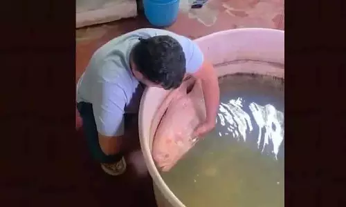 Balasore परिवार ने 20 साल तक साथ रहने वाली अपनी पालतू मछली के लिए मनाया मातम Balasore परिवार ने 20 साल तक साथ रहने वाली अपनी पालतू मछली के लिए मनाया मातम