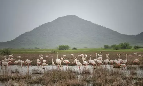 छारी-ढंध आर्द्रभूमि को Ramsar साइट के रूप में किया गया नामित छारी-ढंध आर्द्रभूमि को Ramsar साइट के रूप में किया गया नामित