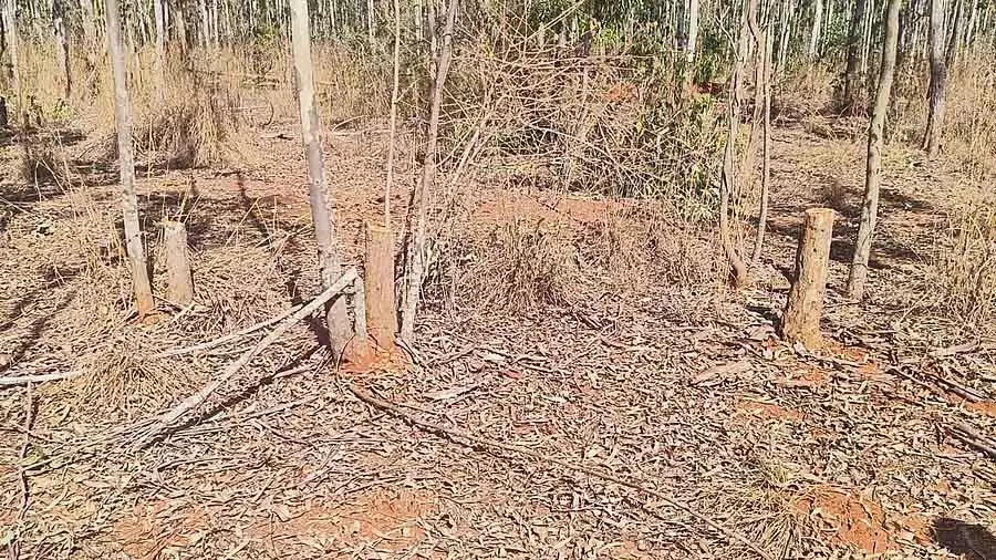 Vijayapura : सैकड़ों पेड़ ले जाते समय लकड़ी चोर गिरफ्तार Vijayapura : सैकड़ों पेड़ ले जाते समय लकड़ी चोर गिरफ्तार