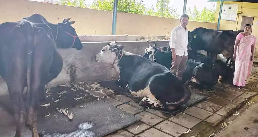 Mundargi : हलेश, जिन्होंने डेयरी फार्मिंग में सफलता हासिल की Mundargi : हलेश, जिन्होंने डेयरी फार्मिंग में सफलता हासिल की