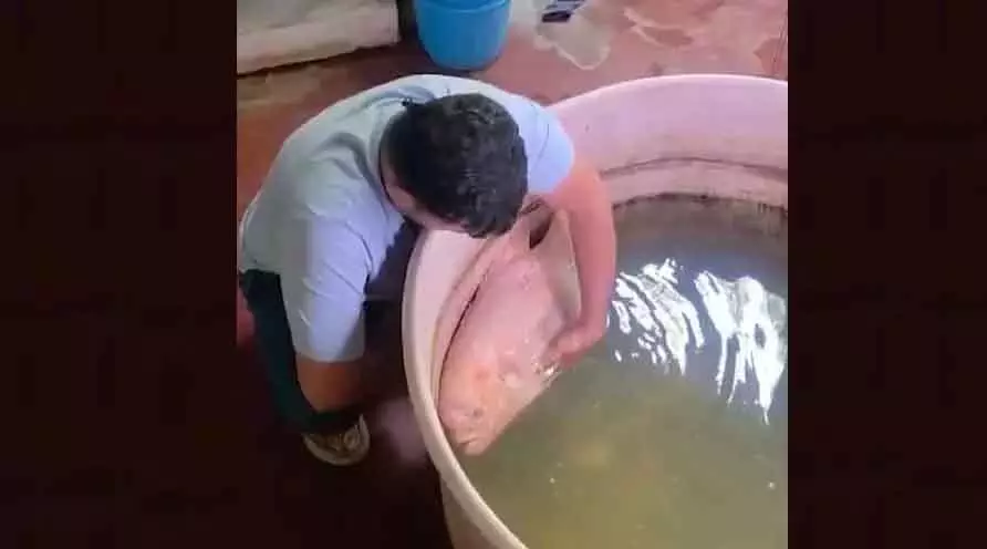 Balasore परिवार ने 20 साल तक साथ रहने वाली अपनी पालतू मछली के लिए मनाया मातम Balasore परिवार ने 20 साल तक साथ रहने वाली अपनी पालतू मछली के लिए मनाया मातम