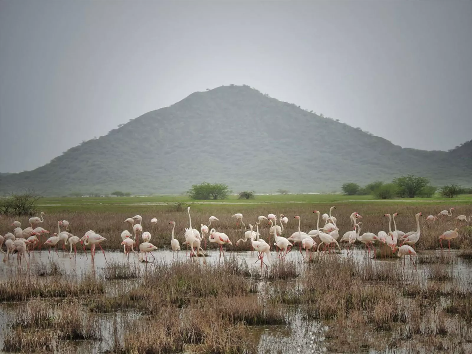 छारी-ढंध आर्द्रभूमि को Ramsar साइट के रूप में किया गया नामित छारी-ढंध आर्द्रभूमि को Ramsar साइट के रूप में किया गया नामित