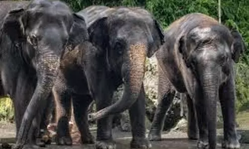 Bokaro:हाथियों ने दादा-पोते की ली जान, परिवार के कई लोग घायल