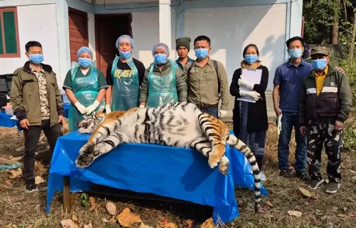 Arunachal: मयूडिया इलाके में बाघिन मृत मिली Arunachal: मयूडिया इलाके में बाघिन मृत मिली