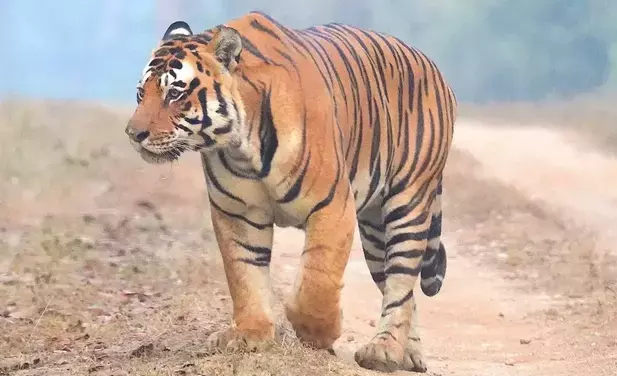 Telangana: बड़ी बिल्लियों को नुकसान पहुंचाने के लिए बिजली के तार या जाल न लगाएं Telangana: बड़ी बिल्लियों को नुकसान पहुंचाने के लिए बिजली के तार या जाल न लगाएं