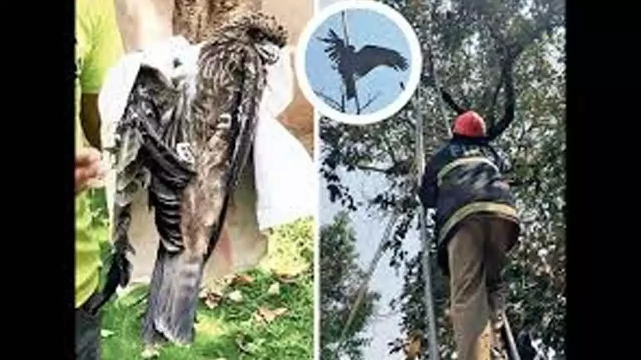 Telangana: कांस्टेबल ने मांझे में फंसे बाज को बचाया Telangana: कांस्टेबल ने मांझे में फंसे बाज को बचाया