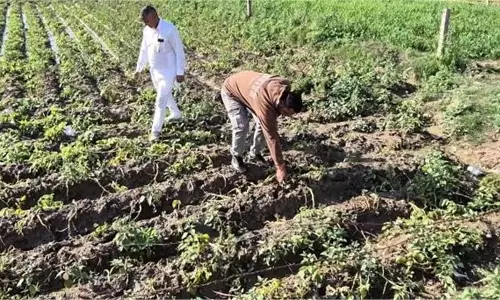 Haryana : बारिश और ओलावृष्टि से इन फसलों को नुकसान,