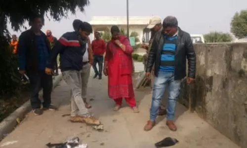 कौवों की मौत के बाद बर्ड फ्लू का अलर्ट, लोगों को सावधानी बरतने की सलाह
