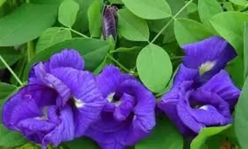 Aparajita Phool Upay: महाशिवरात्रि पर अपराजिता के फूलों से ये असरदार उपाय, खुल जाएगा तरक्की का रास्ता Aparajita Phool Upay: महाशिवरात्रि पर अपराजिता के फूलों से ये असरदार उपाय, खुल जाएगा तरक्की का रास्ता
