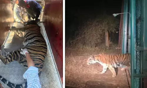 Bandhavgarh की बाघिन का पता चला, उसे बेहोश किया गया; उसे राजस्थान ले जाया जा सकता है