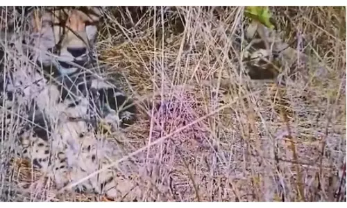 कूनो नेशनल पार्क से बड़ी खुशखबरी: मादा चीता आशा ने 5 शावकों को दिया जन्म