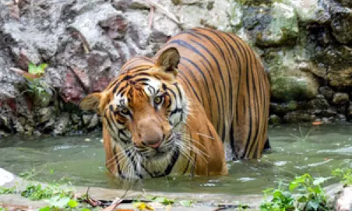 Andhra में छह दिनों तक गांवों में दहशत फैलाने वाले बाघ को पकड़ लिया गया Andhra में छह दिनों तक गांवों में दहशत फैलाने वाले बाघ को पकड़ लिया गया