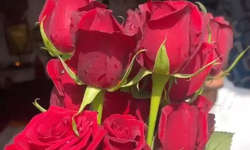Farrukhabad: वैलेंटाइन डे वीक का आगाज, बाजारों में गुलाबों की बहार Farrukhabad: वैलेंटाइन डे वीक का आगाज, बाजारों में गुलाबों की बहार