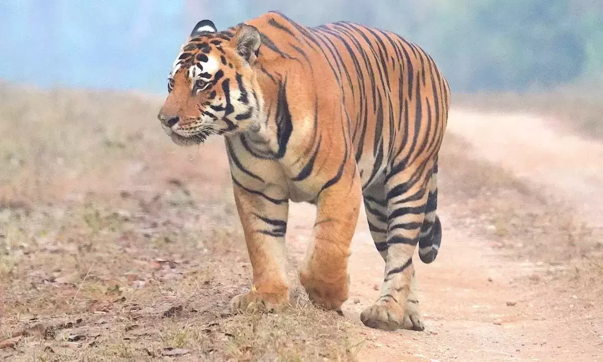 Telangana वन विभाग ने बाहरी गतिविधियों पर रोक लगाने के लिए एडवाइजरी जारी Telangana वन विभाग ने बाहरी गतिविधियों पर रोक लगाने के लिए एडवाइजरी जारी