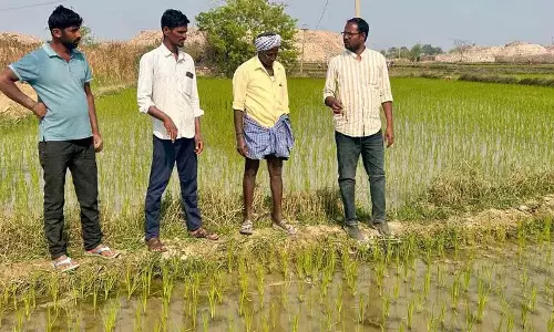 Toguta कृषि अधिकारी ने धान की फसलों में खरपतवार नाशक के इस्तेमाल के लिए सावधानियों के बारे में सलाह दी Toguta कृषि अधिकारी ने धान की फसलों में खरपतवार नाशक के इस्तेमाल के लिए सावधानियों के बारे में सलाह दी