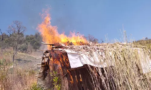 Manipur: 83 एकड़ अफीम की अवैध खेती नष्ट, एक गिरफ्तार Manipur: 83 एकड़ अफीम की अवैध खेती नष्ट, एक गिरफ्तार