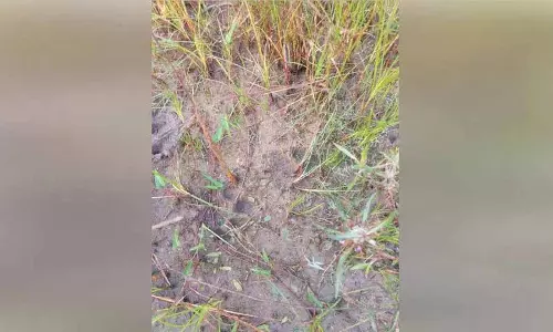 Jangao village में घूमते हुए बाघ ने दो भेड़ों को मार डाला