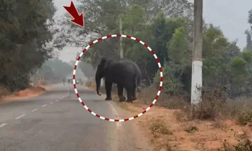 Odisha में मादा हाथी फंसी, घंटों तक ट्रैफिक बाधित रहा