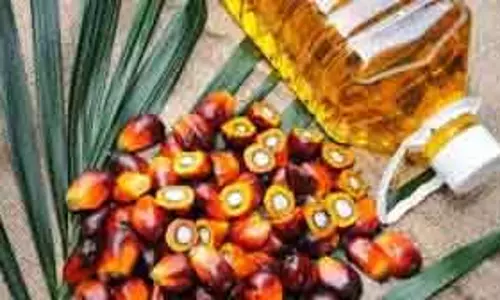 Palm oil : रोजमर्रा की जिंदगी का लिक्विड गोल्ड