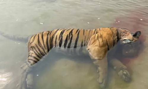 Kaziranga नेशनल पार्क में 25 दिनों में तीसरा बाघ का शव मिला Kaziranga नेशनल पार्क में 25 दिनों में तीसरा बाघ का शव मिला