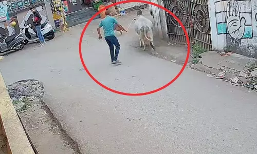 किराना संचालक ने बेजुबान जानवरों को पीटा, गौरक्षक ने दी उग्र आंदोलन की चेतावनी