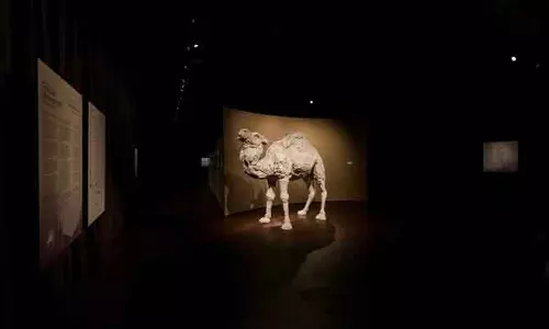 Saudi Arabia में इटली-सऊदी कला संवाद प्रदर्शनी का उद्घाटन Saudi Arabia में इटली-सऊदी कला संवाद प्रदर्शनी का उद्घाटन
