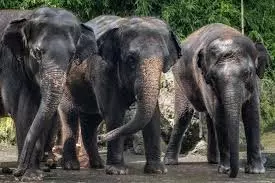 Bokaro:हाथियों ने दादा-पोते की ली जान, परिवार के कई लोग घायल Bokaro:हाथियों ने दादा-पोते की ली जान, परिवार के कई लोग घायल