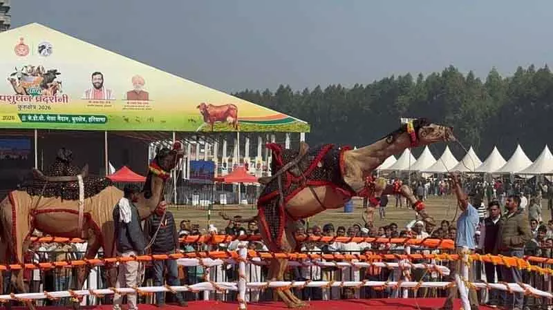 पशुपालन किसानों की आय बढ़ाने के लिए महत्वपूर्ण है: Haryana के कृषि मंत्री पशुपालन किसानों की आय बढ़ाने के लिए महत्वपूर्ण है: Haryana के कृषि मंत्री