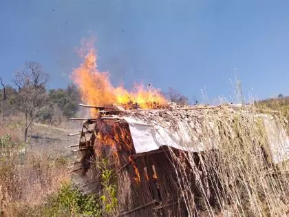 Manipur: दो जॉइंट ऑपरेशन में 83 एकड़ में अफीम की अवैध खेती नष्ट Manipur: दो जॉइंट ऑपरेशन में 83 एकड़ में अफीम की अवैध खेती नष्ट