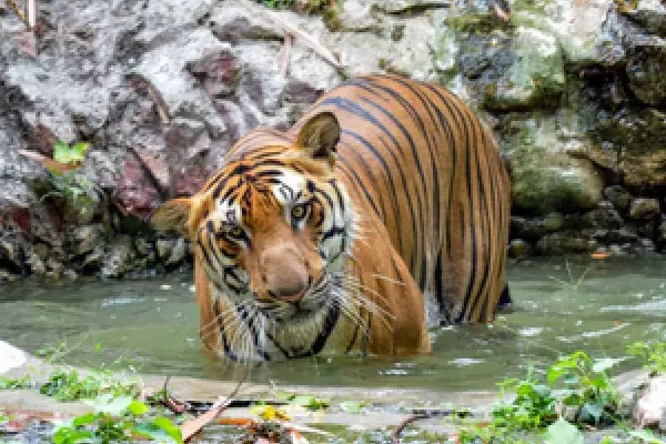 Andhra में छह दिनों तक गांवों में दहशत फैलाने वाले बाघ को पकड़ लिया गया Andhra में छह दिनों तक गांवों में दहशत फैलाने वाले बाघ को पकड़ लिया गया