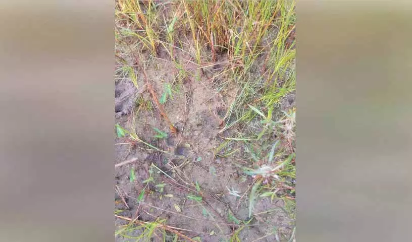 Jangao village में घूमते हुए बाघ ने दो भेड़ों को मार डाला Jangao village में घूमते हुए बाघ ने दो भेड़ों को मार डाला
