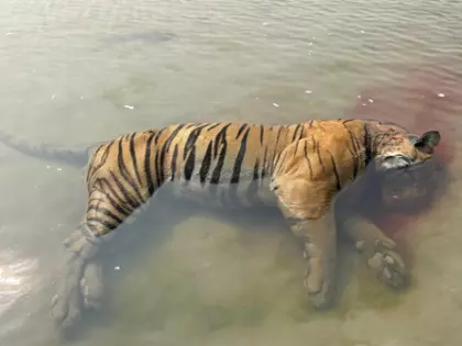 Kaziranga नेशनल पार्क में 25 दिनों में तीसरा बाघ का शव मिला Kaziranga नेशनल पार्क में 25 दिनों में तीसरा बाघ का शव मिला