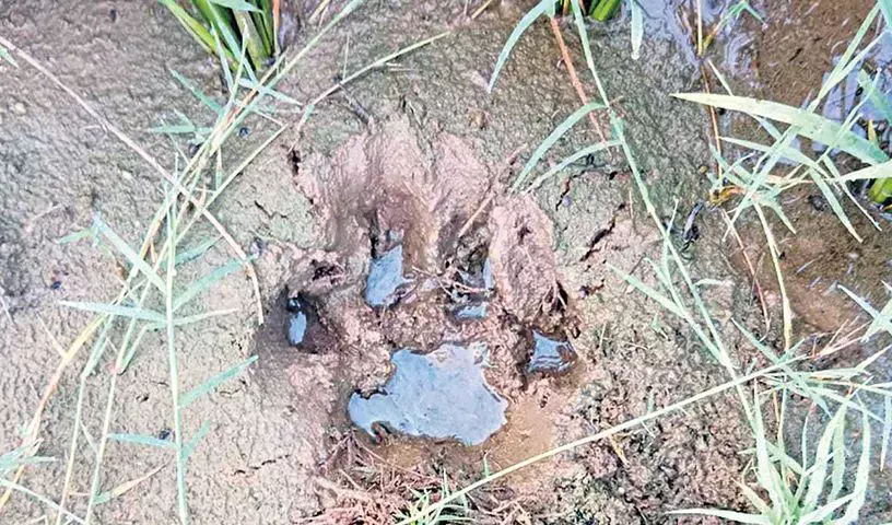 Siddipet और जनगांव के गांवों में डर का माहौल, बाघ ने मवेशियों को मार डाला और पैरों के निशान छोड़े