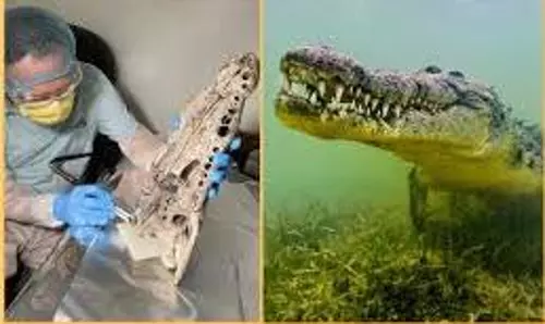 Science News: 12,000 किमी तैरकर सेशेल्स पहुंचे थे, DNA जांच में हुआ बड़ा खुलासा