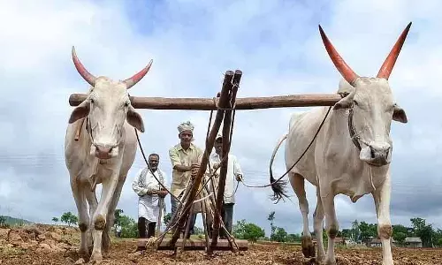 सरकार का दावा है कि कृषि, डेयरी सेक्टर सुरक्षित है; किसान चिंतित सरकार का दावा है कि कृषि, डेयरी सेक्टर सुरक्षित है; किसान चिंतित