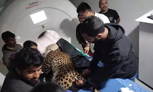 Karnataka : अपने पैरों पर कंट्रोल खो चुके तेंदुए के लिए MRI स्कैनिंग