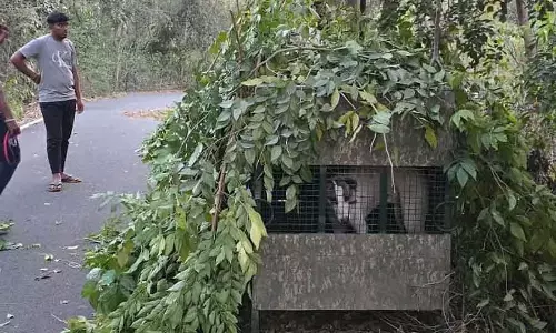 Bengaluru : बनशंकरी में दिखा तेंदुआ जाल में फंसा Bengaluru : बनशंकरी में दिखा तेंदुआ जाल में फंसा