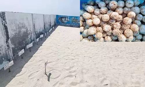 Dhanushkodi से 1,000 कछुए के अंडे हैचरी में ले जाए गए Dhanushkodi से 1,000 कछुए के अंडे हैचरी में ले जाए गए