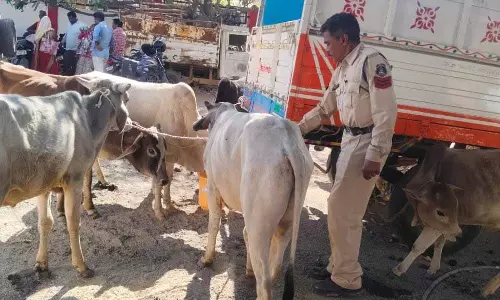 पशु तस्करी पर सख्त प्रहार, 3 आरोपी रंगेहाथ पकड़े गए