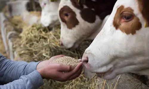 India-US व्यापार समझौता: इंडस्ट्री सोयाबीन तेल, पशु आहार पर टैरिफ कटौती पर स्पष्टता का इंतजार कर रही India-US व्यापार समझौता: इंडस्ट्री सोयाबीन तेल, पशु आहार पर टैरिफ कटौती पर स्पष्टता का इंतजार कर रही