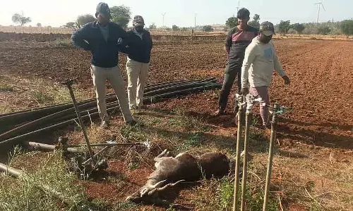 तेंदुए का हमला: काले हिरण की मौत तेंदुए का हमला: काले हिरण की मौत