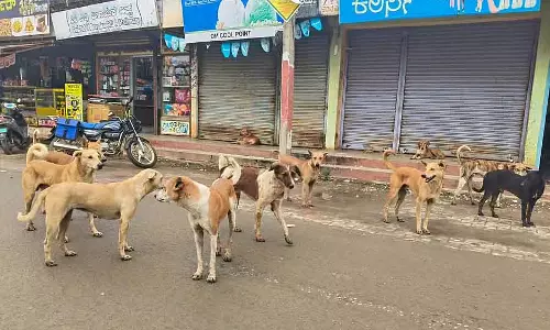 Rabennur पागल कुत्तों का आतंक: लोग हैरान Rabennur पागल कुत्तों का आतंक: लोग हैरान