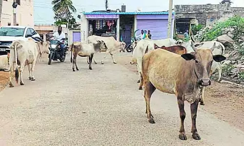 Kembhavi : आवारा पशु मोटर चालकों के लिए खतरा बन रहे है