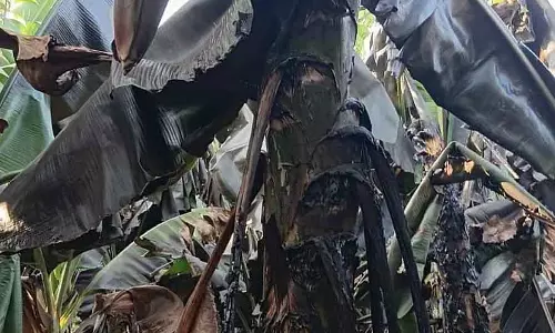 Alavandi में केले के बागान में आग लगी: भारी नुकसान Alavandi में केले के बागान में आग लगी: भारी नुकसान