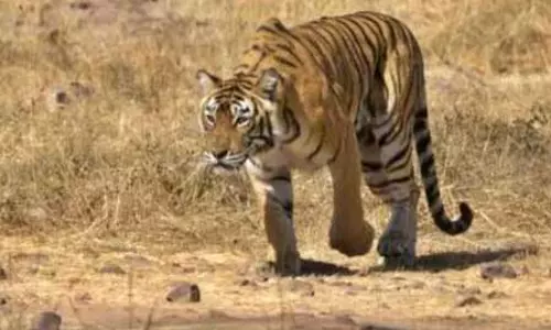 तेलंगाना के सिद्धिपेट जिले में बाघ का आतंक, लगातार मवेशियों का शिकार तेलंगाना के सिद्धिपेट जिले में बाघ का आतंक, लगातार मवेशियों का शिकार